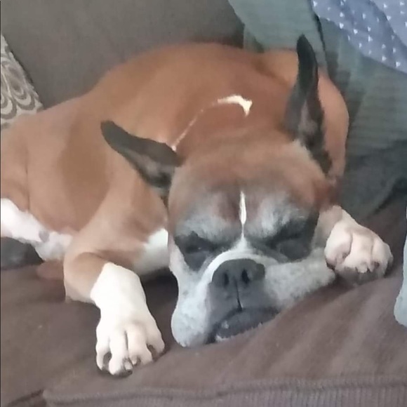 boxergirl242424